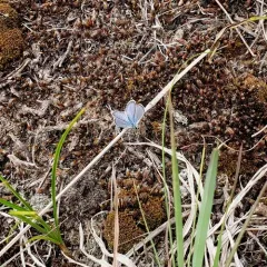 Karner Blue thumbnail 3