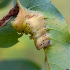 Willow leaf gall midge thumbnail 2
