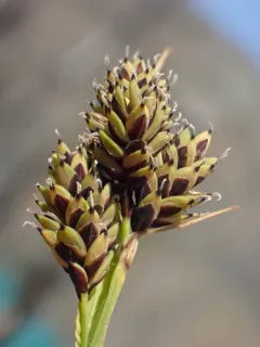blackened sedge thumbnail 2