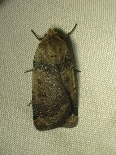Red cutworm