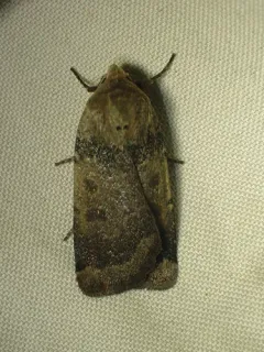 Red cutworm thumbnail 1