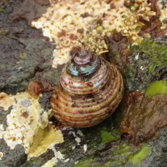 Blue-Ringed Top Snail thumbnail 2