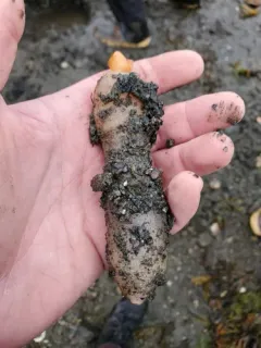 Echiurus sitchaensis thumbnail 2