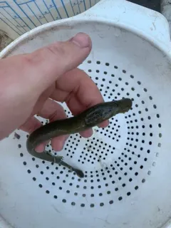 Chestnut Lamprey thumbnail 1