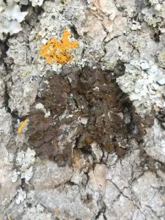 Whiskered Camouflage Lichen thumbnail 3