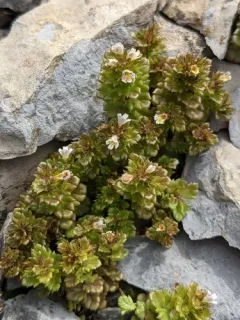 Euphrasia farlowii thumbnail 2