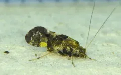 Lichenomima sparsa thumbnail 2