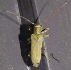 Linden Borer thumbnail 2