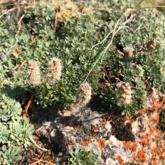 mat rock spiraea thumbnail 3
