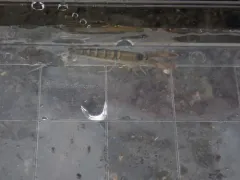 Northern Hooded Shrimp thumbnail 2