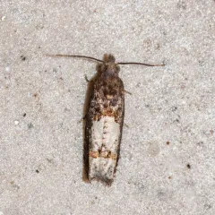 Aster Eucosma Moth thumbnail 3