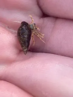 Well-ribbed Dove Snail thumbnail 4