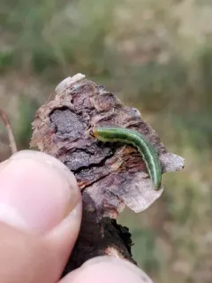 Nursery Pine Sawfly thumbnail 1