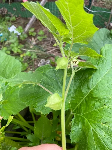 hairy groundcherry