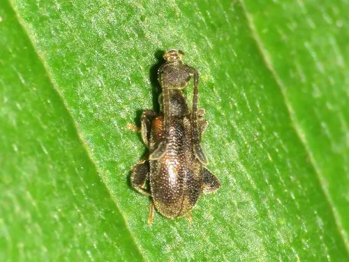 Elonus basalis