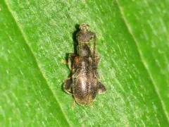 Elonus basalis thumbnail 1