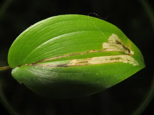 Neochirosia nuda