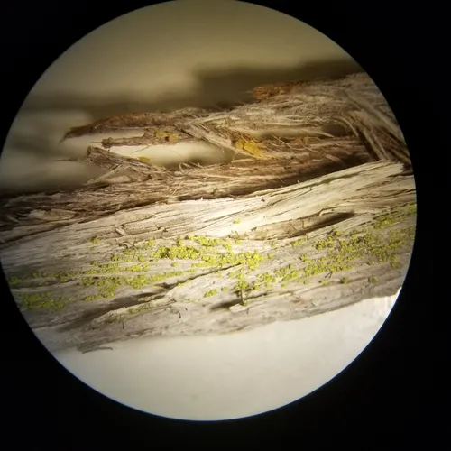 Canary Whiskers