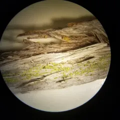 Canary Whiskers thumbnail 1