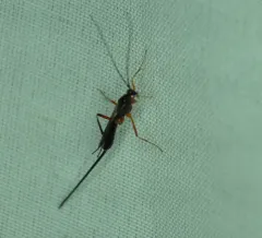 Macrocentrus marginator thumbnail 3