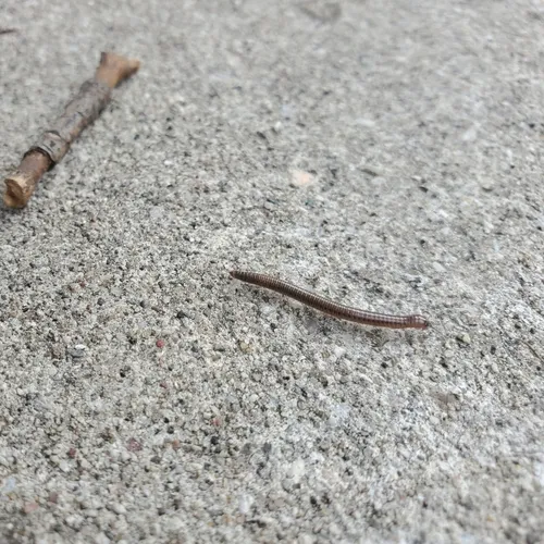 Furry Snake Millipede