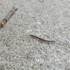 Furry Snake Millipede thumbnail 1