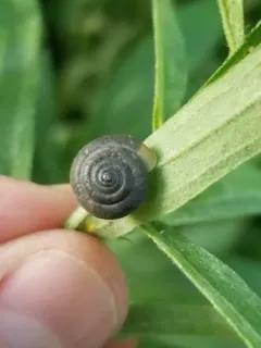 Strawberry Snail thumbnail 2