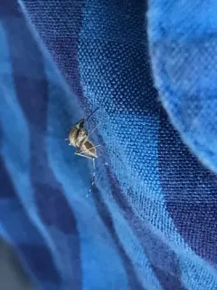 Aedes nigromaculis thumbnail 1