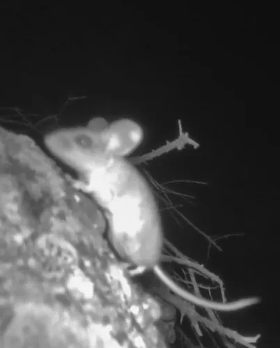Pinyon Deermouse