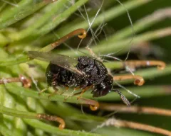 Perilampus fulvicornis thumbnail 2