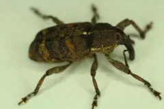 Pissodes fasciatus thumbnail 2