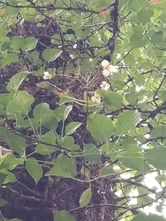 Climbing Hydrangea thumbnail 3