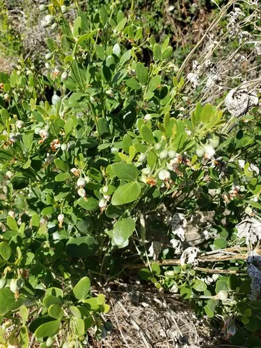 Syrian bean-caper