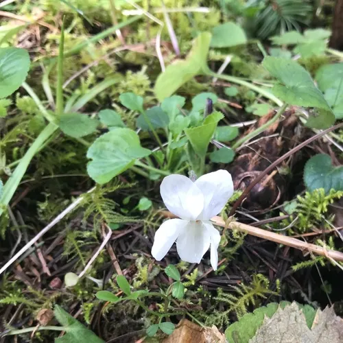 Sweet violet