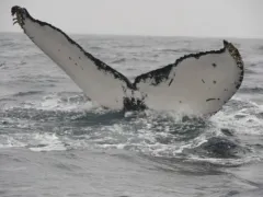 Coronula diadema thumbnail 3