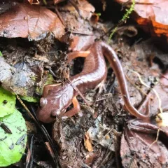 Ensatina thumbnail 2