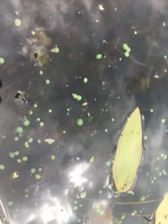 Nostoc kihlmanii thumbnail 2