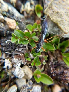 Xeris melancholicus thumbnail 1