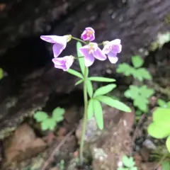 Nuttall's toothwort thumbnail 4