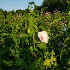 Halberd-leaf Rosemallow thumbnail 2