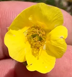 Ross' Avens thumbnail 2