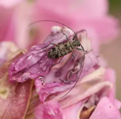 Spotted Longhorn Beetle thumbnail 2
