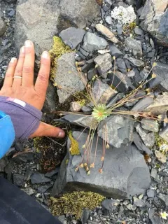 Alaska Rockjasmine thumbnail 1