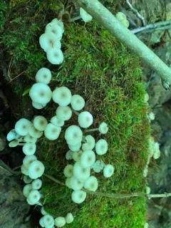 Clitocybula abundans thumbnail 4