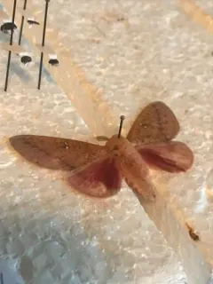 Honey Locust Moth thumbnail 3