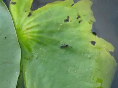 Apsilops hirtifrons thumbnail 1