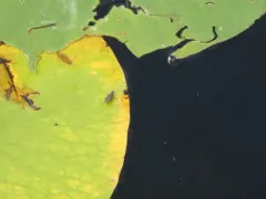 Hydromyza confluens thumbnail 1