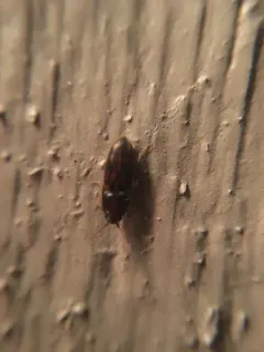 Beautiful Wireworm thumbnail 2