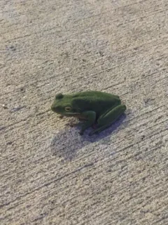 Green Tree Frog