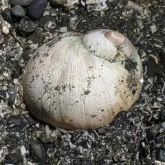 Lewis's Moon Snail thumbnail 4